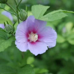 Paraplu Adorned™ Rose Of Sharon -Naty Plants Shop HibiscusParapluAdornedP1207362 1080x1080 3d3bc69