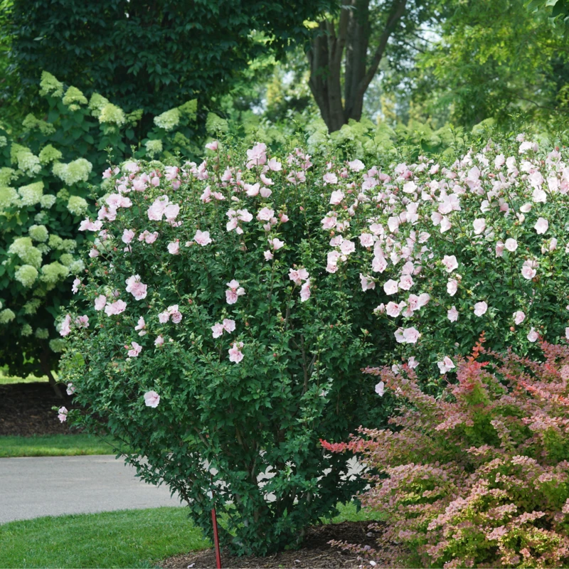 Pink Chiffon® Rose Of Sharon 5 Pink Chiffon® Rose Of Sharon - Image 5