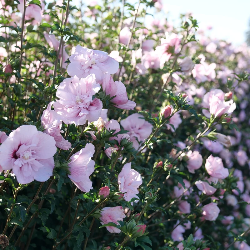 Pink Chiffon® Rose Of Sharon 1 Pink Chiffon® Rose Of Sharon