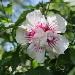 Starblast Chiffon™ Rose Of Sharon -Naty Plants Shop HibiscusStarblastChiffonP1207168 1080x1080 117fe33