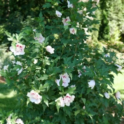 Starblast Chiffon™ Rose Of Sharon -Naty Plants Shop HibiscusStarblastChiffonP1218090 1080x1080 5fa52ec