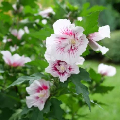 Starblast Chiffon™ Rose Of Sharon -Naty Plants Shop HibiscusStarblastChiffonP1228655 1080x1080 fa86a44