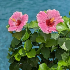 Hollywood Hibiscus™ America's Sweetheart™ Tropical Hibiscus -Naty Plants Shop Hibiscusrosa sinensisHollywoodAmericasSweetheartPool4 800x800 827728e