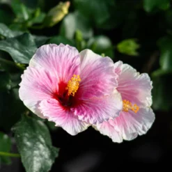 Hollywood Hibiscus™ America's Sweetheart™ Tropical Hibiscus -Naty Plants Shop Hibiscusrosa sinensisHollywoodAmericasSweetheart 4 800x800 1c63a6e