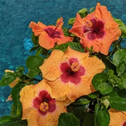 Hollywood Hibiscus™ Disco Diva™ Tropical Hibiscus -Naty Plants Shop Hibiscusrosa sinensisHollywoodDiscoDivaPool4 800x800 5f2eceb