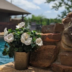 Hollywood Hibiscus™ Earth Angel™ Tropical Hibiscus 5 Hollywood Hibiscus™ Earth Angel™ Tropical Hibiscus -Naty Plants Shop Hibiscusrosa sinensisHollywoodEarthAngelPool6 800x800 4576e28