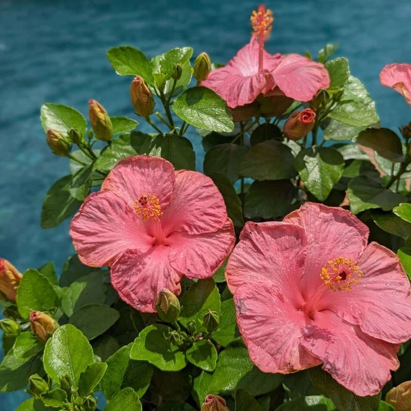 Hollywood Hibiscus™ First Lady™ Tropical Hibiscus 2 Hollywood Hibiscus™ First Lady™ Tropical Hibiscus - Image 2