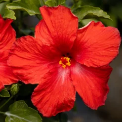 Hollywood Hibiscus™ First To Arrive™ Tropical Hibiscus -Naty Plants Shop Hibiscusrosa sinensisHollywoodFirsttoArrive 3 800x800 5c74ca4