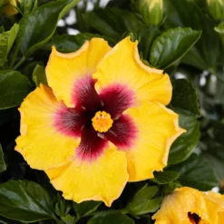 Hollywood Hibiscus™ Rico Suave™ Tropical Hibiscus 5 Hollywood Hibiscus™ Rico Suave™ Tropical Hibiscus -Naty Plants Shop Hibiscusrosa sinensisHollywoodRicoSuave2 800x800 40b2600