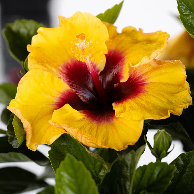 Hollywood Hibiscus™ Rico Suave™ Tropical Hibiscus 2 Hollywood Hibiscus™ Rico Suave™ Tropical Hibiscus - Image 2