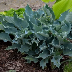 Shadowland® 'Waterslide' Hosta -Naty Plants Shop Hosta Waterslide 2 P