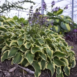 'Wrinkle In Time' Hosta -Naty Plants Shop Hosta wrinkleintime 2