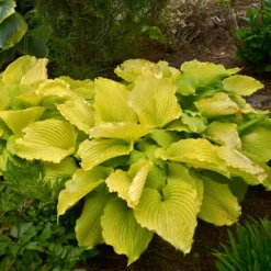 Shadowland® 'Coast To Coast' Hosta -Naty Plants Shop Hosta Coast to Coast 3 P