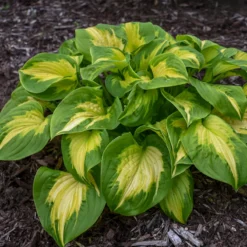 Shadowland® 'Etched Glass' Hosta 6 Shadowland® 'Etched Glass' Hosta -Naty Plants Shop Hosta Etched Glass 2 P