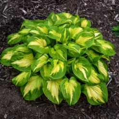 Shadowland® 'Etched Glass' Hosta