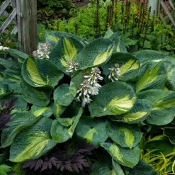 Shadowland® 'Hudson Bay' Hosta 8 Shadowland® 'Hudson Bay' Hosta -Naty Plants Shop Hosta Hudson Bay 2 P