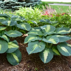 Shadowland® 'Hudson Bay' Hosta 9 Shadowland® 'Hudson Bay' Hosta -Naty Plants Shop Hosta Hudson Bay 3 P