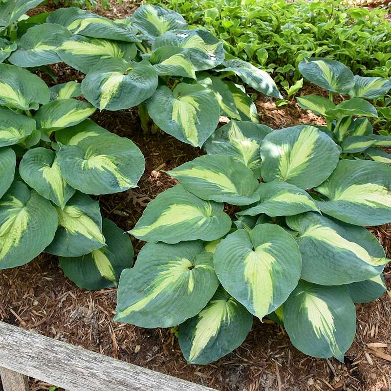 Shadowland® 'Hudson Bay' Hosta 5 Shadowland® 'Hudson Bay' Hosta - Image 5