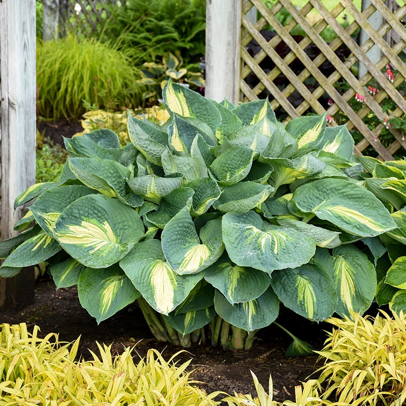 Shadowland® 'Hudson Bay' Hosta 1 Shadowland® 'Hudson Bay' Hosta