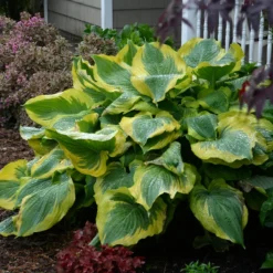 Shadowland® 'Seducer' Hosta -Naty Plants Shop Hosta Seducer 3 P