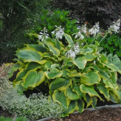 Shadowland® 'Seducer' Hosta -Naty Plants Shop Hosta Seducer 4 P