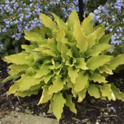 'Time In A Bottle' Hosta -Naty Plants Shop Hosta TimeinaBottle Hosta