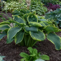 Shadowland® 'Wu-La-La' Hosta -Naty Plants Shop Hosta Wu La La 3 P