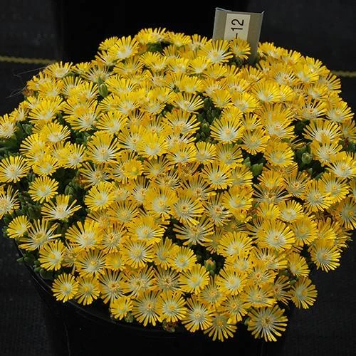 Hot Cakes® 'Banana Blast' Ice Plant 3 Hot Cakes® 'Banana Blast' Ice Plant - Image 3