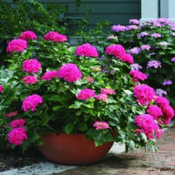 Cityline® Paris Bigleaf Hydrangea -Naty Plants Shop Hydrangea Cityline Paris 3 P sw