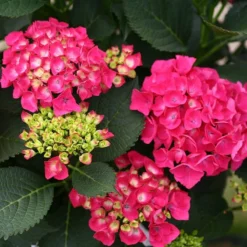 Cityline® Paris Bigleaf Hydrangea -Naty Plants Shop Hydrangea Cityline Paris 4 P sw