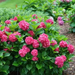 Cityline® Paris Bigleaf Hydrangea -Naty Plants Shop Hydrangea Cityline Paris 5 P sw
