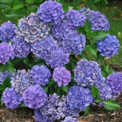 Cityline® Venice Bigleaf Hydrangea -Naty Plants Shop Hydrangea Cityline Venice 3 P sw