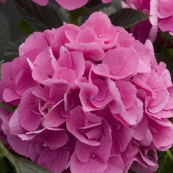Cityline® Venice Bigleaf Hydrangea -Naty Plants Shop Hydrangea Cityline Venice 4 P sw