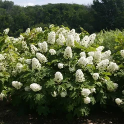 Gatsby Gal® Oakleaf Hydrangea