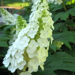 Gatsby Gal® Oakleaf Hydrangea -Naty Plants Shop Hydrangea Gatsby Gal 3 P sw