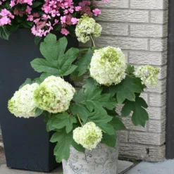 Gatsby Moon® Oakleaf Hydrangea -Naty Plants Shop Hydrangea Gatsby Moon 3 P sw