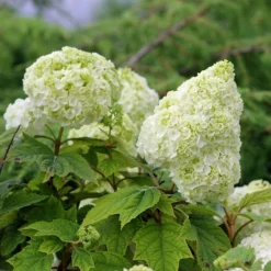Gatsby Moon® Oakleaf Hydrangea -Naty Plants Shop Hydrangea Gatsby Moon 5 P sw