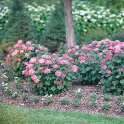 Invincibelle® Ruby Smooth Hydrangea -Naty Plants Shop Hydrangea Invincibelle Ruby 3 P