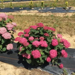 Invincibelle® Ruby Smooth Hydrangea -Naty Plants Shop Hydrangea Invincibelle Ruby 4 P