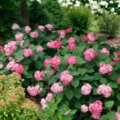 Invincibelle® Ruby Smooth Hydrangea -Naty Plants Shop Hydrangea Invincibelle Ruby 5 P