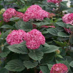 Invincibelle® Ruby Smooth Hydrangea -Naty Plants Shop Hydrangea Invincibelle Ruby 6 P