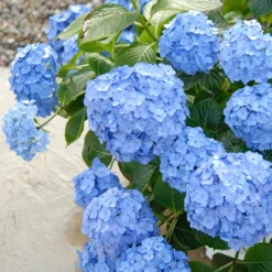 Let's Dance® Blue Jangles® Bigleaf Hydrangea -Naty Plants Shop Hydrangea Lets Dance Blue Jangles 3 P