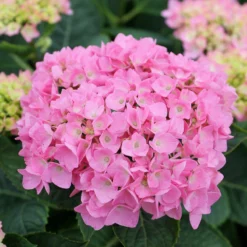 Let's Dance® Blue Jangles® Bigleaf Hydrangea -Naty Plants Shop Hydrangea Lets Dance Blue Jangles 4 P