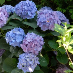 Let's Dance® Blue Jangles® Bigleaf Hydrangea -Naty Plants Shop Hydrangea Lets Dance Blue Jangles 5 P