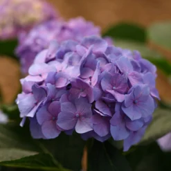 Let's Dance® Blue Jangles® Bigleaf Hydrangea -Naty Plants Shop Hydrangea Lets Dance Blue Jangles 6 P