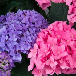 Let's Dance® Rhythmic Blue® Bigleaf Hydrangea -Naty Plants Shop Hydrangea Lets Dance Rhythmic Blue 3 P