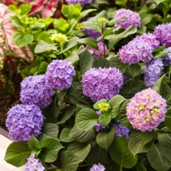 Let's Dance® Rhythmic Blue® Bigleaf Hydrangea -Naty Plants Shop Hydrangea Lets Dance Rhythmic Blue 4 P