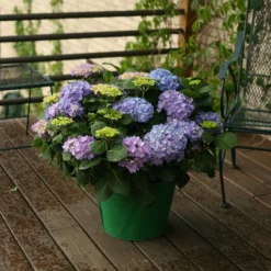 Let's Dance® Rhythmic Blue® Bigleaf Hydrangea -Naty Plants Shop Hydrangea Lets Dance Rhythmic Blue 5 P