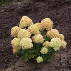 Little Lime® Panicle Hydrangea -Naty Plants Shop Hydrangea Little Lime 1 P