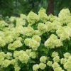 Little Lime® Panicle Hydrangea